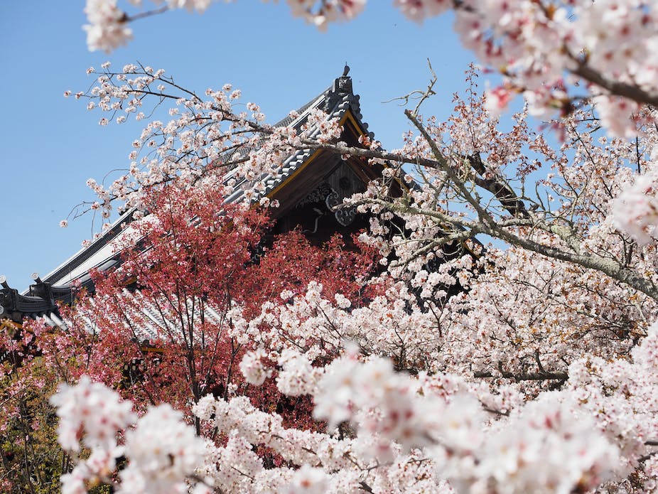 Au Japon, l’amour des fleurs au fil des saisons