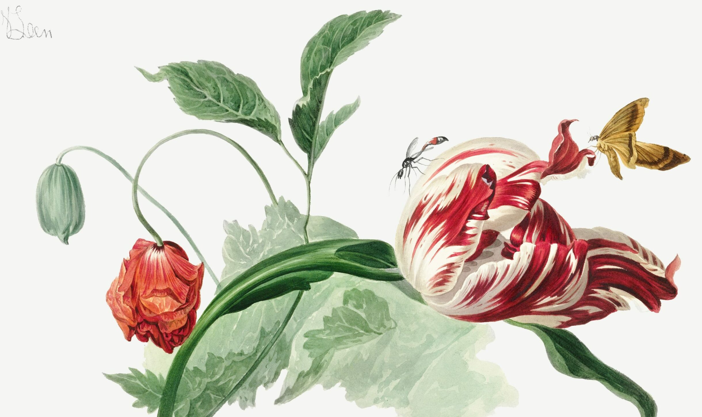 La Tulipomanie et Charles de l’Écluse : une histoire fascinante